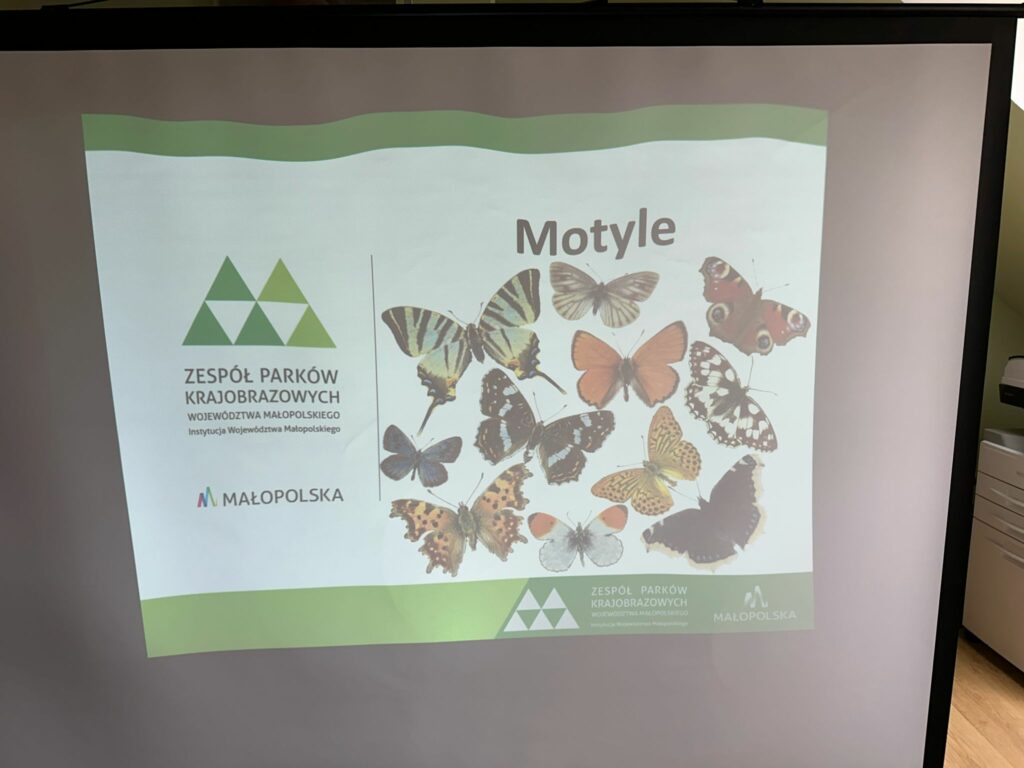 zdjęcie motyli